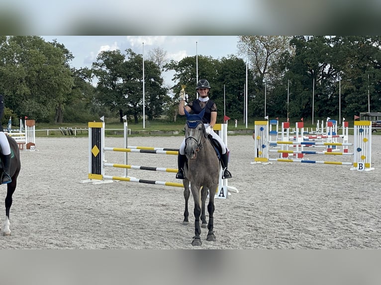 KWPN Merrie 5 Jaar 167 cm Schimmel in Ostroróg