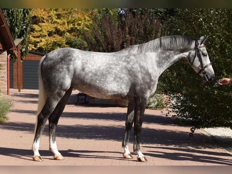 KWPN Merrie 5 Jaar 167 cm Schimmel in Murska Soboda