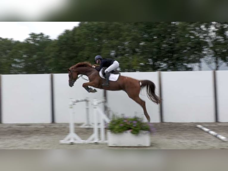 KWPN Merrie 5 Jaar 167 cm Vos in Waddinxveen