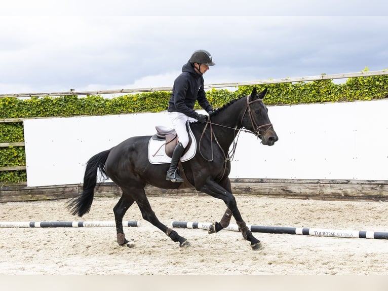 KWPN Merrie 5 Jaar 167 cm Zwart in Waddinxveen