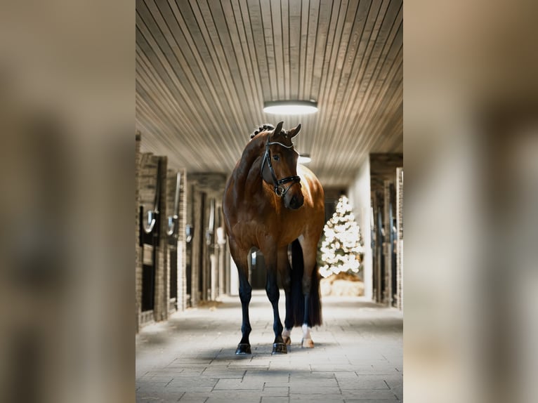 KWPN Merrie 5 Jaar 168 cm Bruin in De Goorn