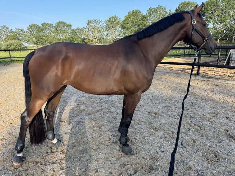 KWPN Merrie 5 Jaar 168 cm Bruin in De Goorn