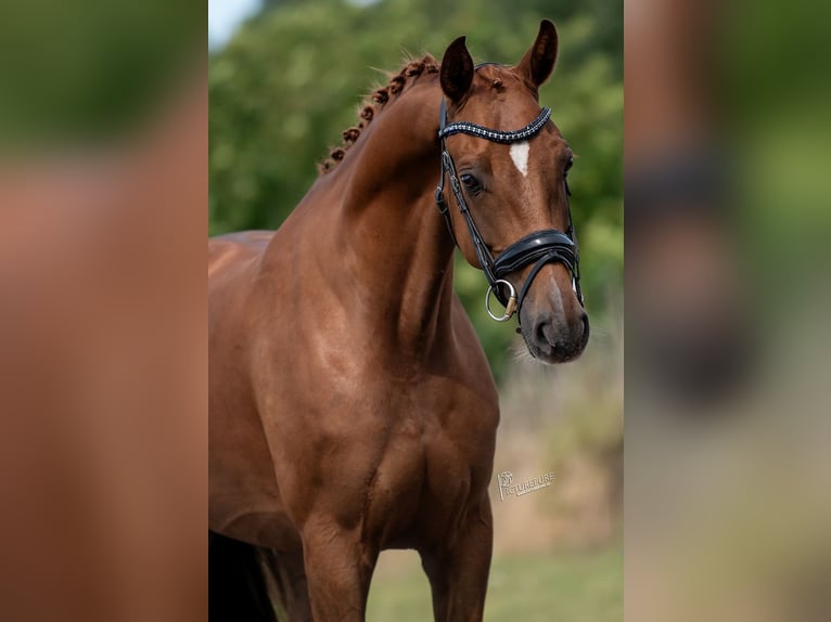 KWPN Merrie 5 Jaar 168 cm Bruin in Peer
