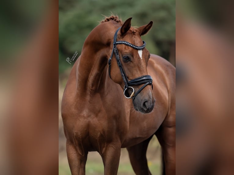 KWPN Merrie 5 Jaar 168 cm Bruin in Peer