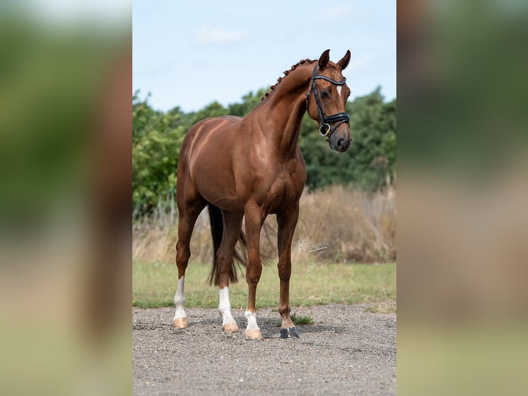 KWPN Merrie 5 Jaar 168 cm Bruin in Peer