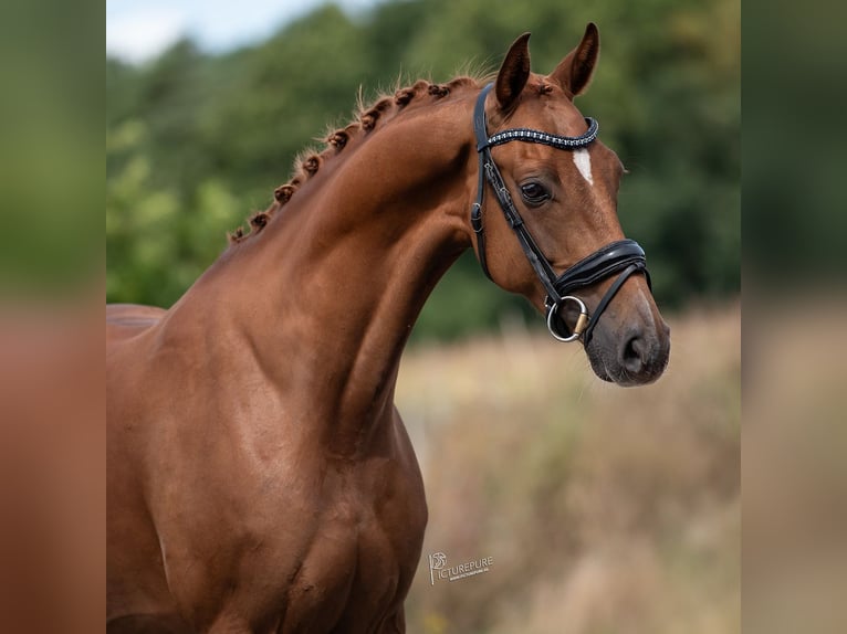 KWPN Merrie 5 Jaar 168 cm Bruin in Peer