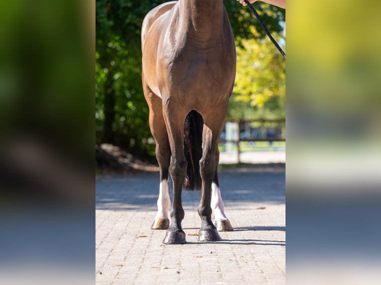 KWPN Merrie 5 Jaar 168 cm Bruin in Kaulille