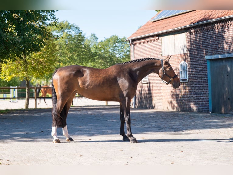 KWPN Merrie 5 Jaar 168 cm Bruin in Kaulille