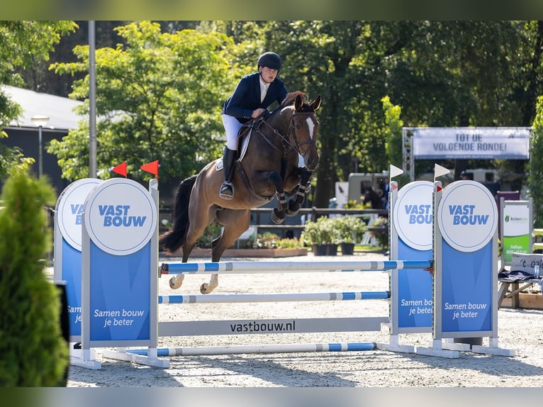 KWPN Merrie 5 Jaar 168 cm Bruin in Kaulille