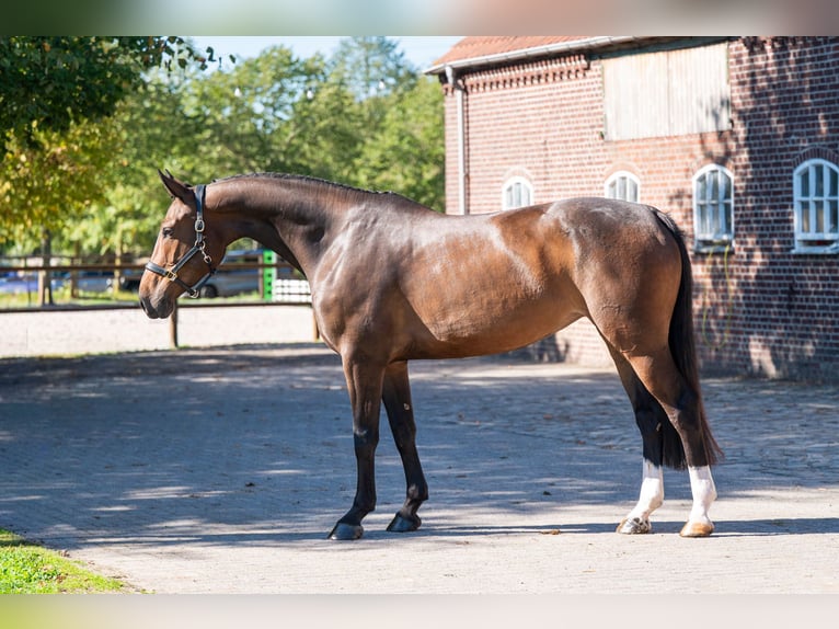 KWPN Merrie 5 Jaar 168 cm Bruin in Kaulille