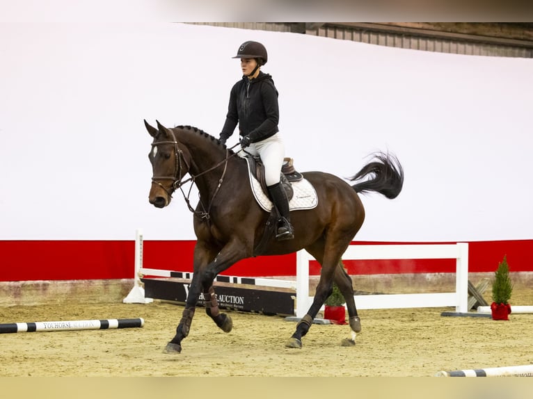 KWPN Merrie 5 Jaar 168 cm Bruin in Waddinxveen