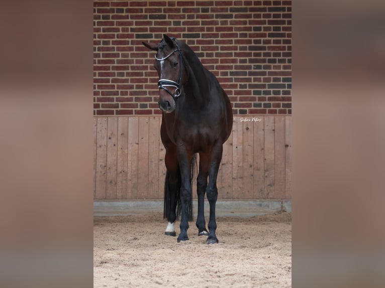 KWPN Merrie 5 Jaar 168 cm Donkerbruin in Goch
