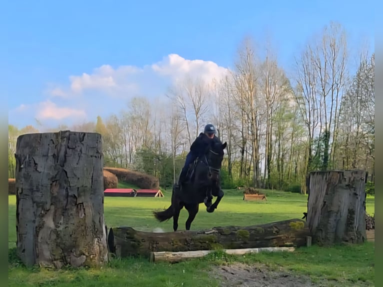 KWPN Merrie 5 Jaar 168 cm Donkerbruin in Nordwalde