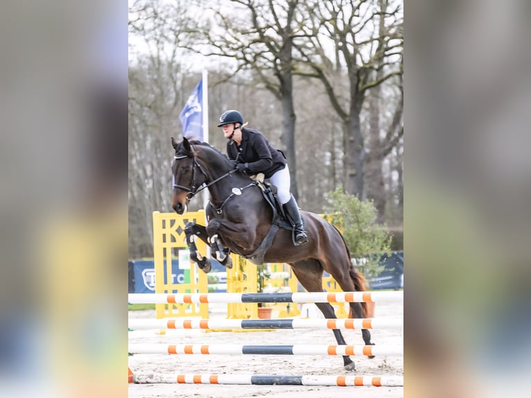 KWPN Merrie 5 Jaar 168 cm Donkerbruin in Nordwalde