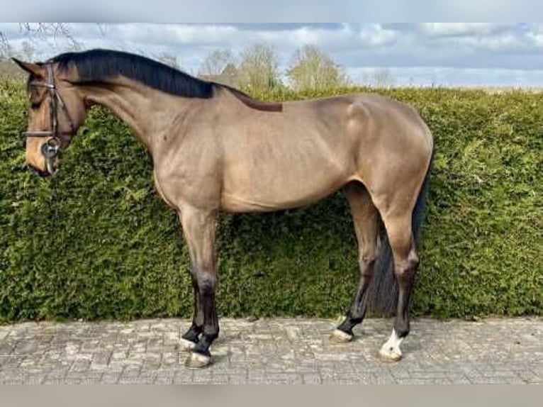 KWPN Merrie 5 Jaar 168 cm Roodbruin in Bladel