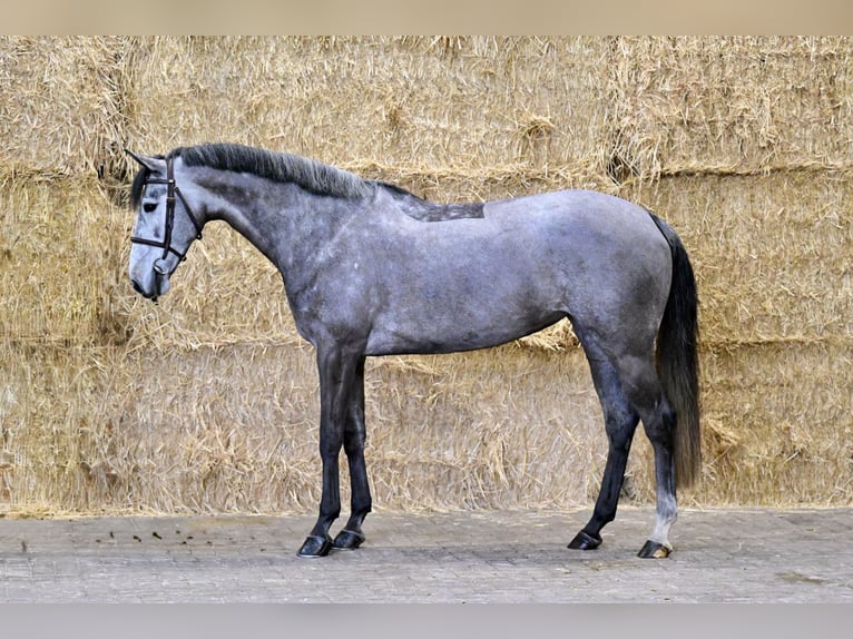 KWPN Merrie 5 Jaar 168 cm Schimmel in Roermond