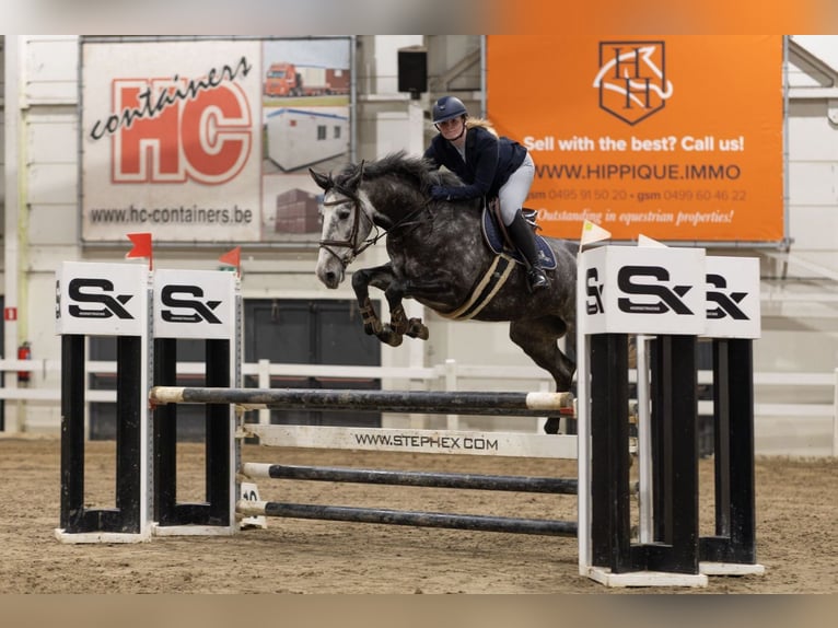 KWPN Merrie 5 Jaar 168 cm Schimmel in Roermond