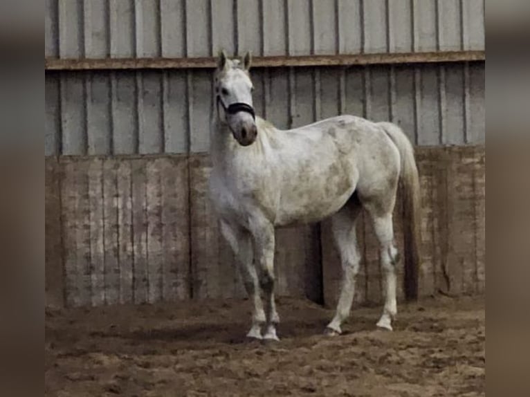 KWPN Merrie 5 Jaar 168 cm Schimmel in Siegerswoude