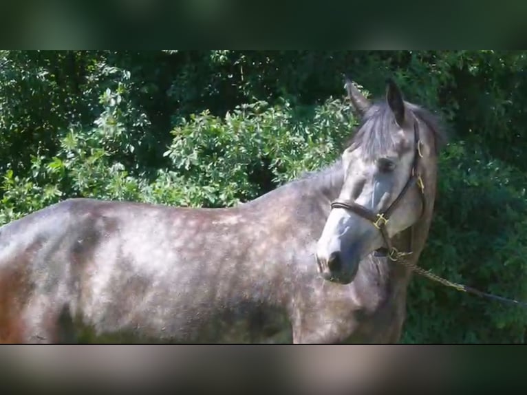 KWPN Merrie 5 Jaar 168 cm in Verl