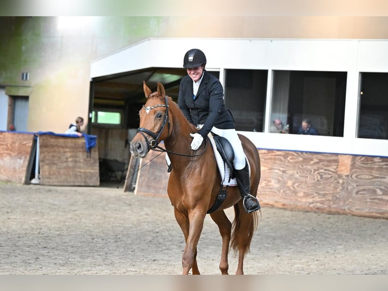 KWPN Merrie 5 Jaar 168 cm Vos in Swifterbant