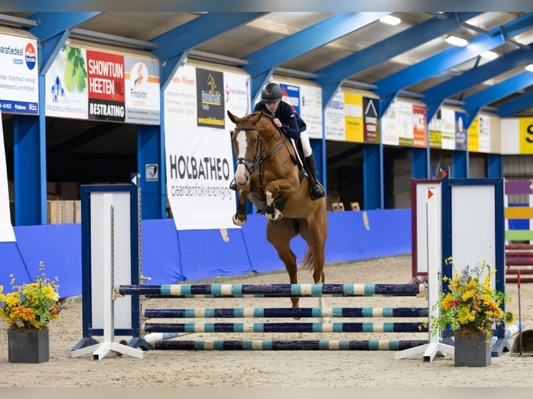 KWPN Merrie 5 Jaar 168 cm Vos in Raalte
