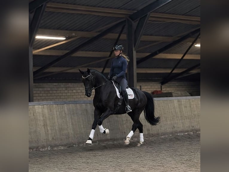 KWPN Merrie 5 Jaar 168 cm Zwart in Diessen