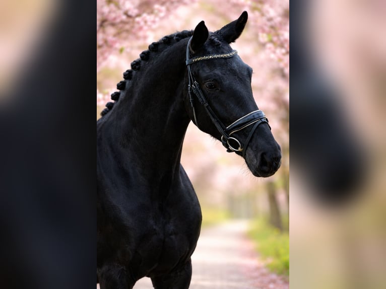 KWPN Merrie 5 Jaar 168 cm Zwart in Diessen