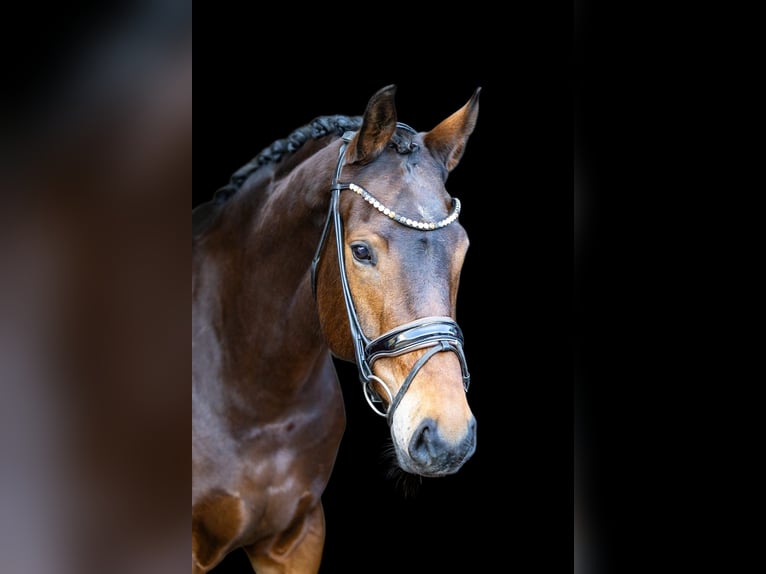 KWPN Merrie 5 Jaar 169 cm Bruin in Rosenheim