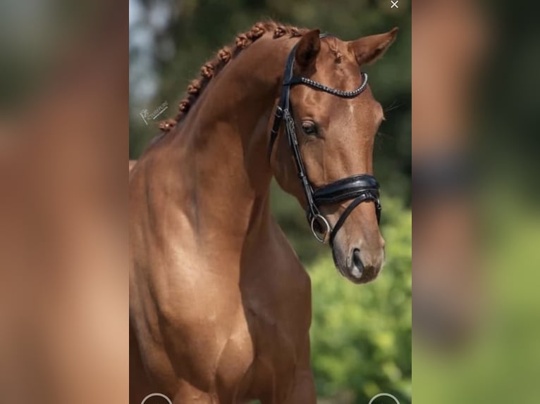 KWPN Merrie 5 Jaar 169 cm Vos in Richwiller