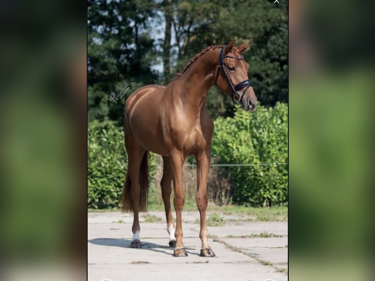 KWPN Merrie 5 Jaar 169 cm Vos in Richwiller