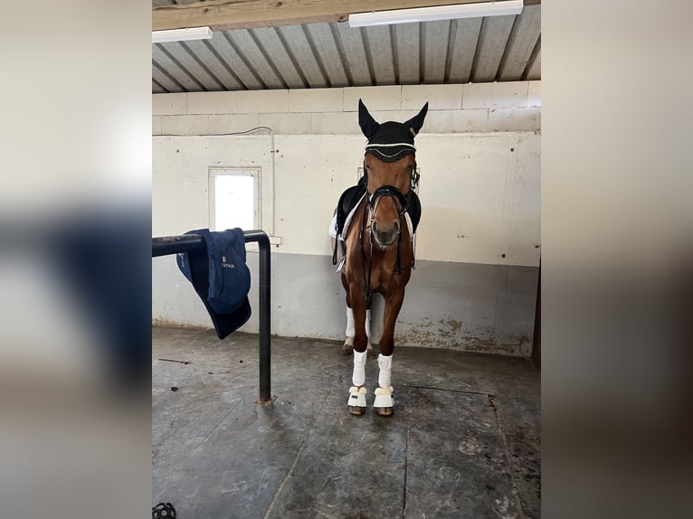 KWPN Merrie 5 Jaar 169 cm Vos in Richwiller