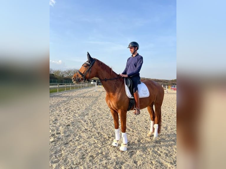 KWPN Merrie 5 Jaar 169 cm Vos in Ruchwiler