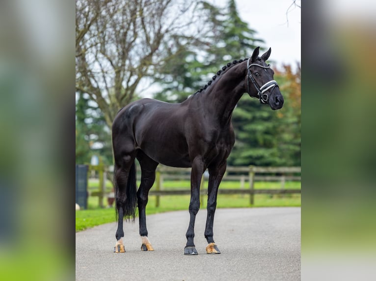 KWPN Merrie 5 Jaar 169 cm Zwart in Dreumel