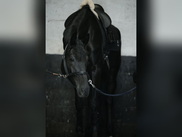 KWPN Merrie 5 Jaar 169 cm Zwart in Woerden