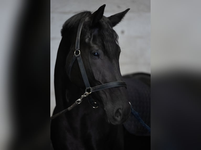KWPN Merrie 5 Jaar 169 cm Zwart in Woerden