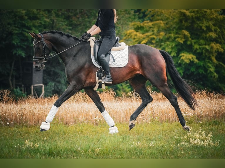 KWPN Merrie 5 Jaar 169 cm Zwartbruin in Nettersheim