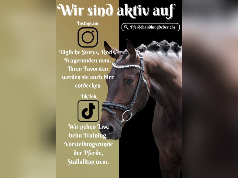KWPN Merrie 5 Jaar 169 cm Zwartbruin in Nettersheim
