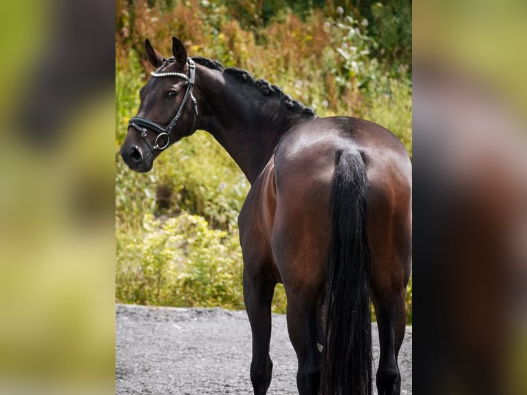 KWPN Merrie 5 Jaar 169 cm Zwartbruin in Nettersheim