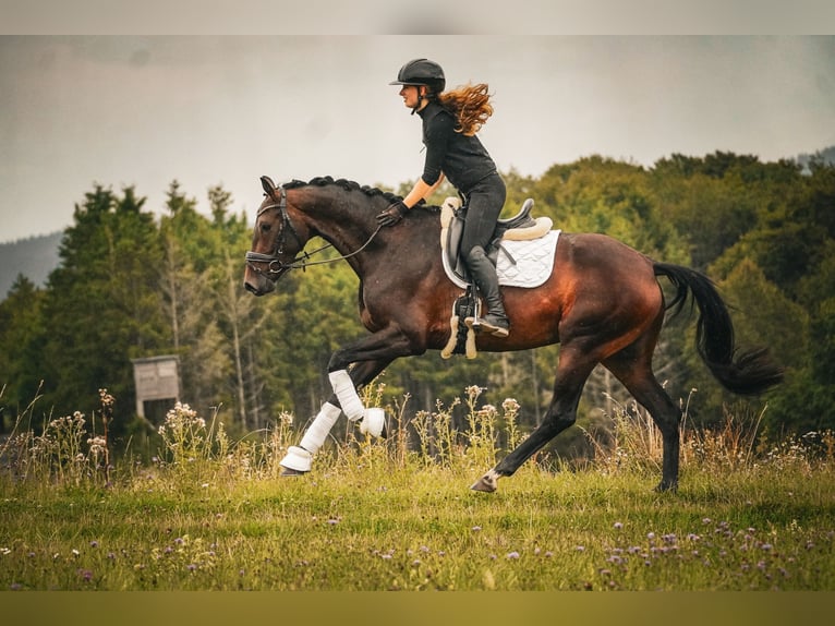 KWPN Merrie 5 Jaar 169 cm Zwartbruin in Nettersheim