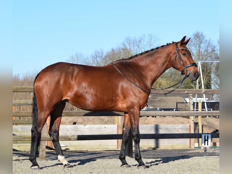 KWPN Merrie 5 Jaar 170 cm Bruin in Sprang-Capelle