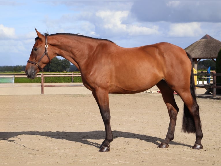 KWPN Merrie 5 Jaar 170 cm Bruin in Schw&#xE4;bisch Gm&#xFC;nd