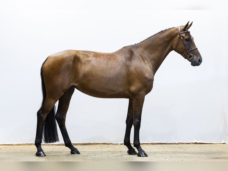 KWPN Merrie 5 Jaar 170 cm Bruin in Waddinxveen