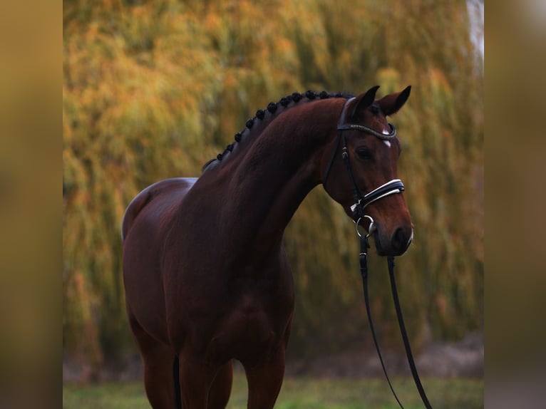 KWPN Merrie 5 Jaar 170 cm Roodbruin in Baracs