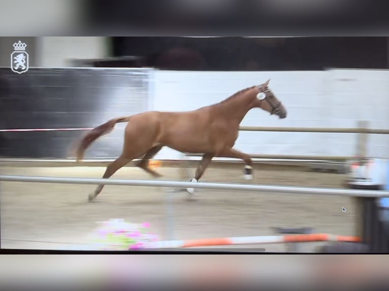 KWPN Merrie 5 Jaar 170 cm Vos in Kalmthout