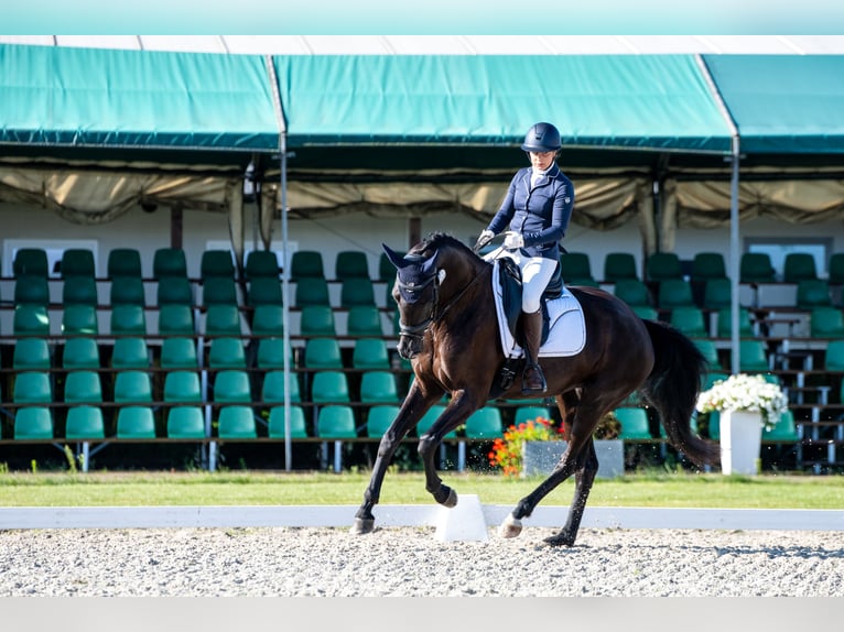 KWPN Merrie 5 Jaar 170 cm Zwart in popielów