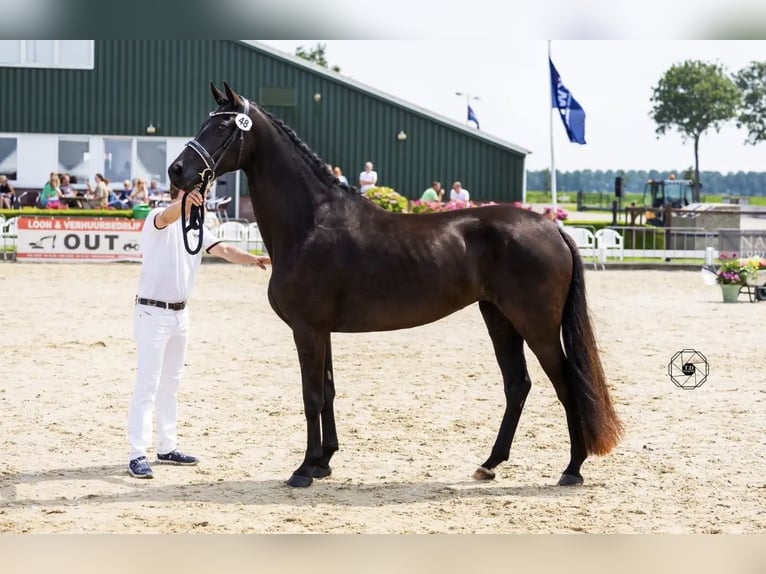 KWPN Merrie 5 Jaar 170 cm Zwart in Middenbeemster