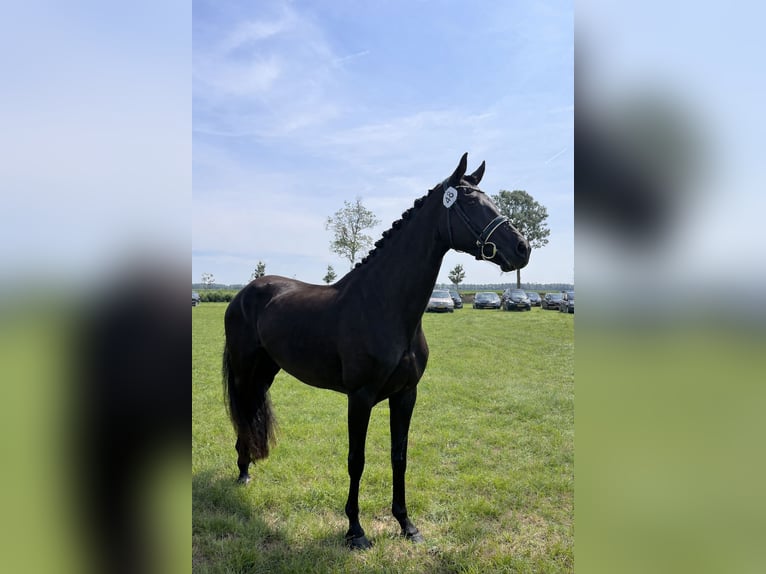 KWPN Merrie 5 Jaar 170 cm Zwart in Middenbeemster
