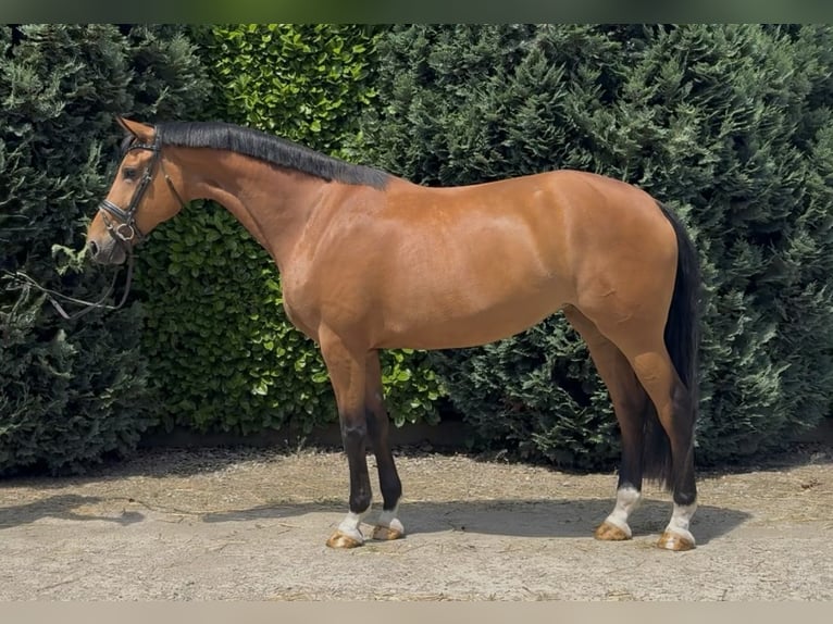 KWPN Merrie 5 Jaar 171 cm Bruin in Oud Gastel