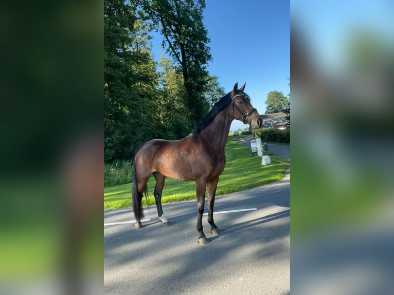 KWPN Merrie 5 Jaar 171 cm Donkerbruin in Marknesse