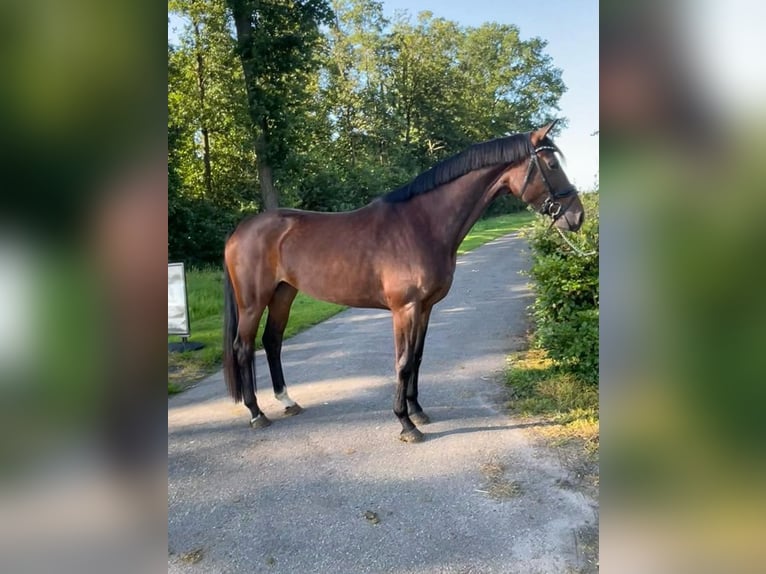 KWPN Merrie 5 Jaar 171 cm Donkerbruin in Marknesse